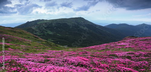 Panoramic view in lawn with pink rhododendron flowers, beautiful sky with clouds in spring time. Mountains landscapes. Location Carpathian, Ukraine, Europe. Colorful background.