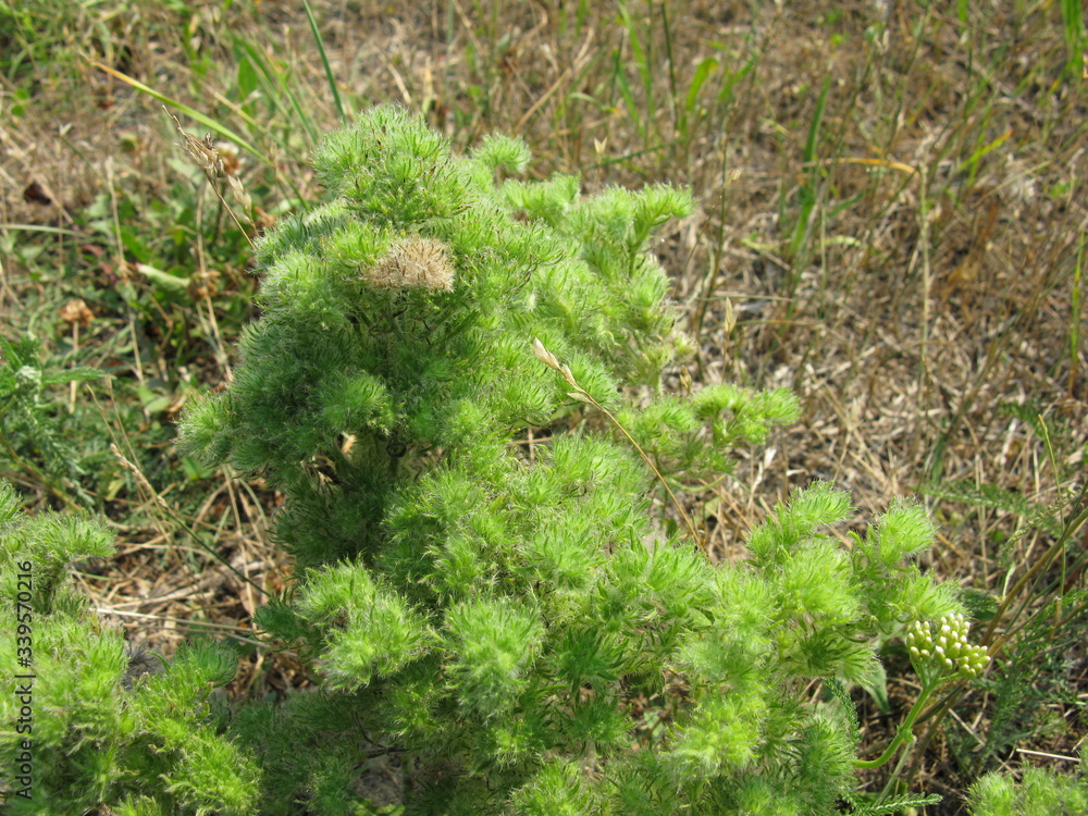 Obraz premium Wild flowers