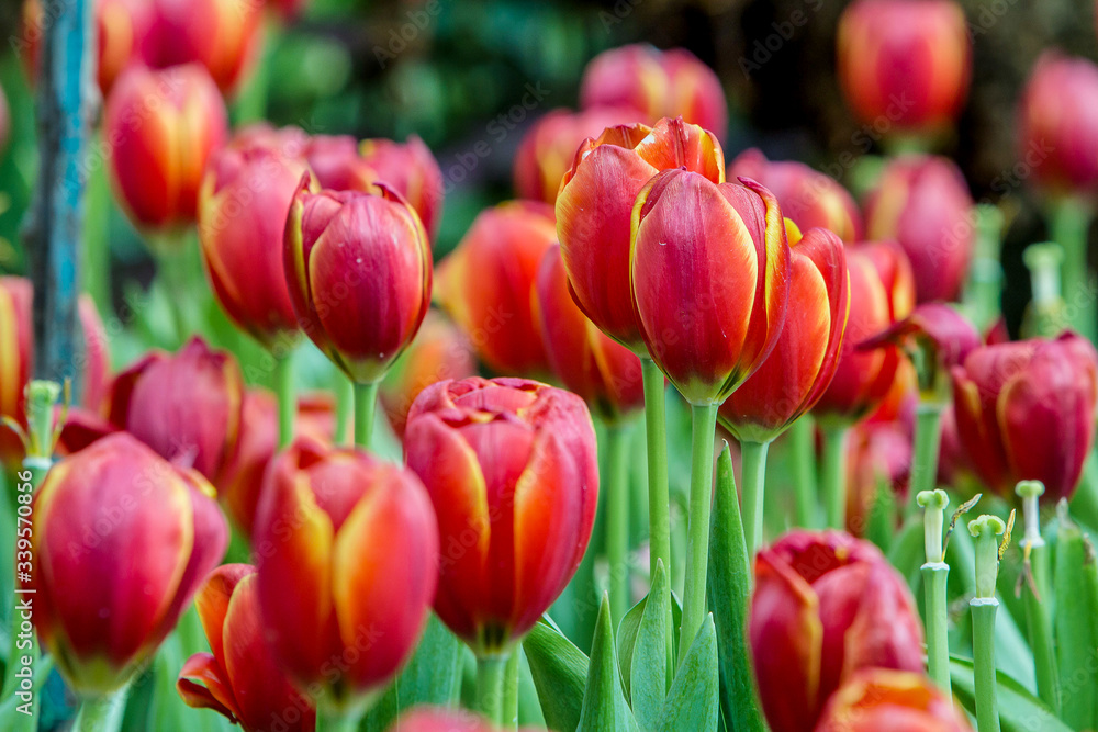 Fototapeta premium field of tulips