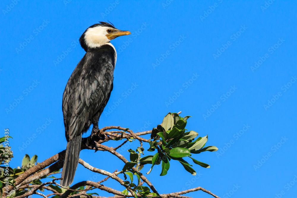 A little pied cormorant (aka little shag) perched on a branch. The small crest on the head appears in breeding season. Photographed in New Zealand A little pied cormorant (aka little shag) perched on a branch. The small crest on the head appears in breeding season. Photographed in New Zealand