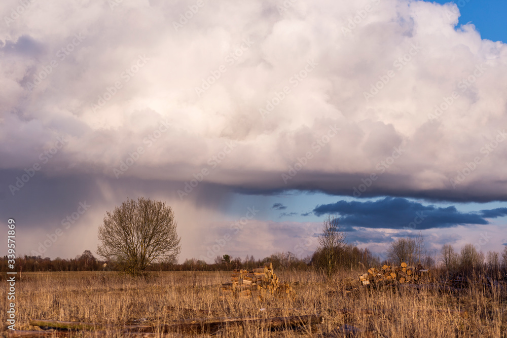 Amazing photo of a lonely tree and rain pouring from thunderclouds in the middle of a field. Storm clouds in the blue sky. Beautiful spring landscape.