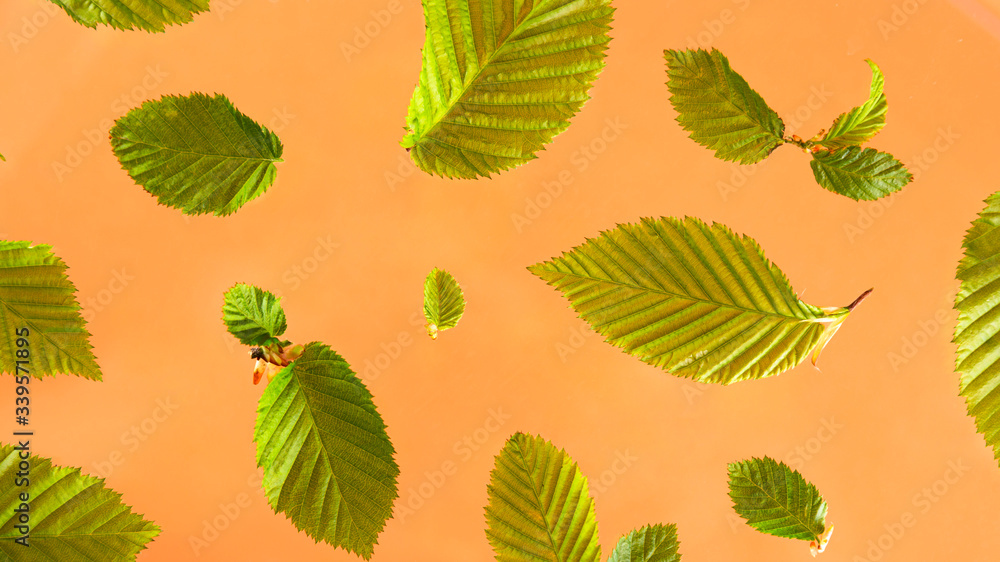 Fresh spring texture leaves of different sizes in flight on a bright background. The concept of spring flowering and renewal. Fresh spring texture leaves of different sizes in flight on a bright background. The concept of spring flowering and renewal.