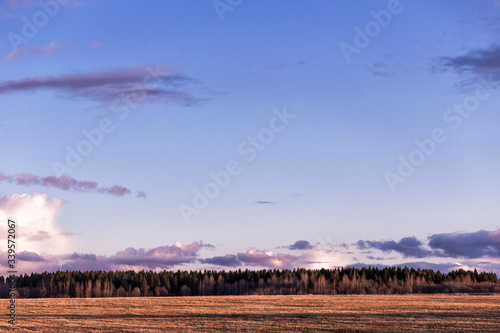 Fototapeta Naklejka Na Ścianę i Meble -  Field and forest in the background and in the sky thunderclouds lit by the sun