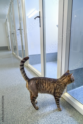 A tabby cat, with a shaved hind leg from an operation, peering into the pens at an animal shelter