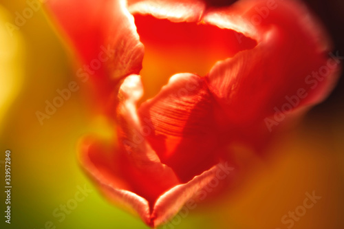 Abstract blurred image of natural details. Red flowers near for backgrounds with place for text. Copy space.