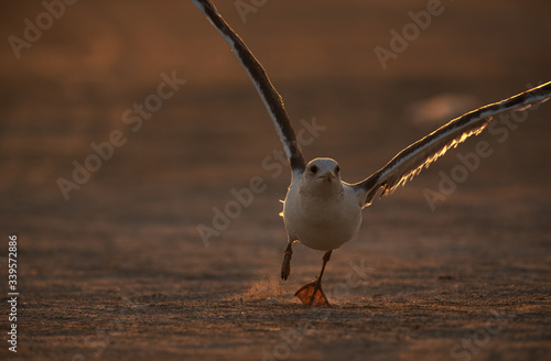 Heuglins gull taking flight, backlit photographs photo