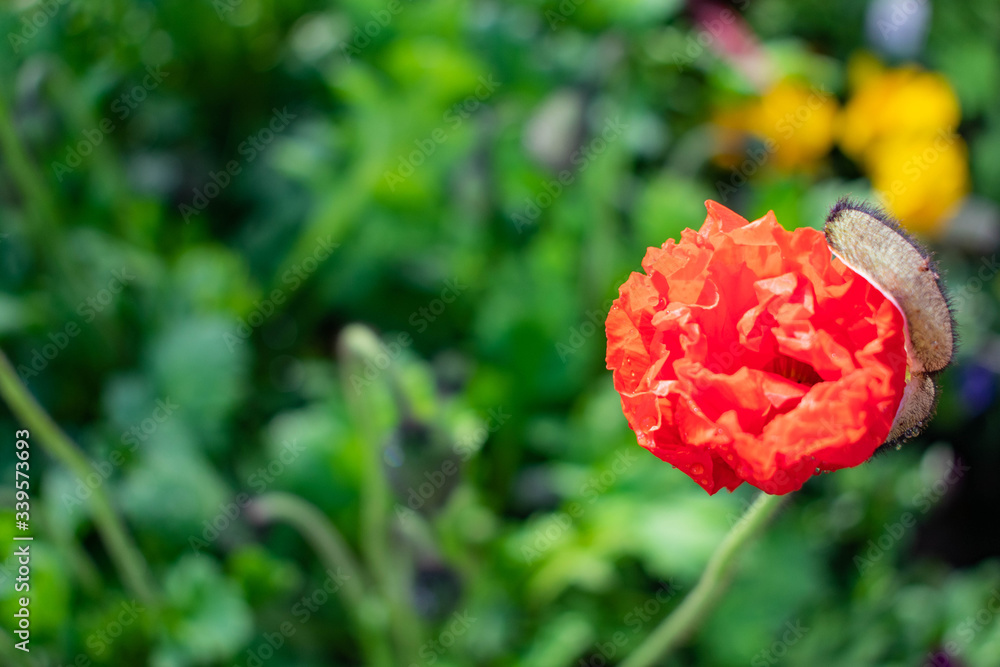 Obraz premium Flowers of the Spring