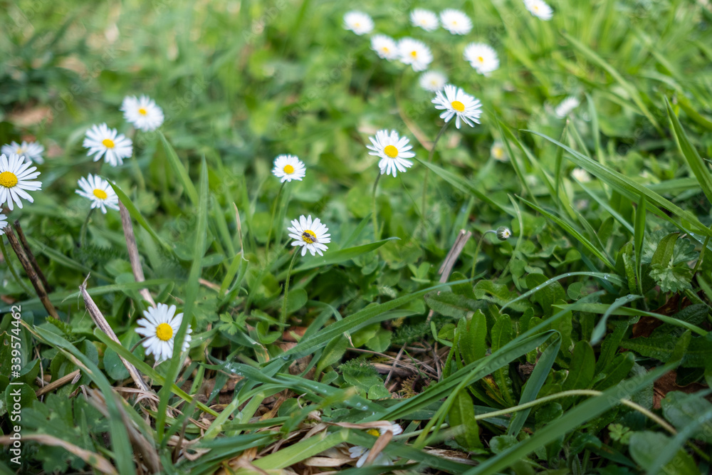 white daisies in the grass white daisies in the grass