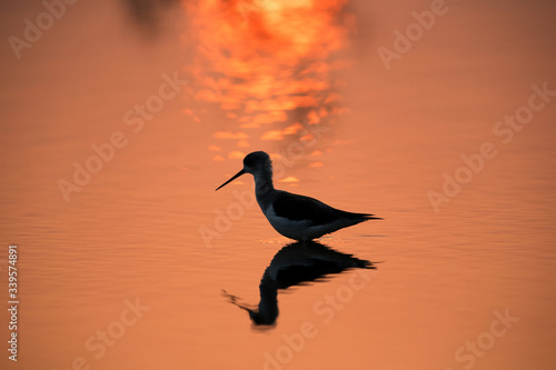 Black-winged Stilt and the reflection of sun in the morning