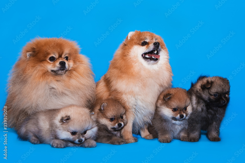 Pomeranian Spitz family are sitting on a blue background