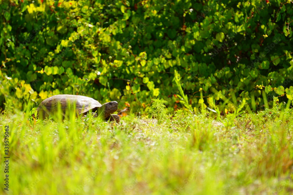 turtle in grass turtle in grass