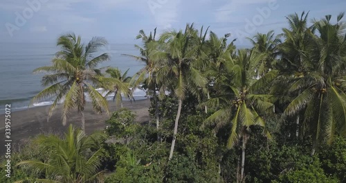 Wallpaper Mural Aerial view of palms at the beach, Kedungu beach, Bali, Indonesia Torontodigital.ca