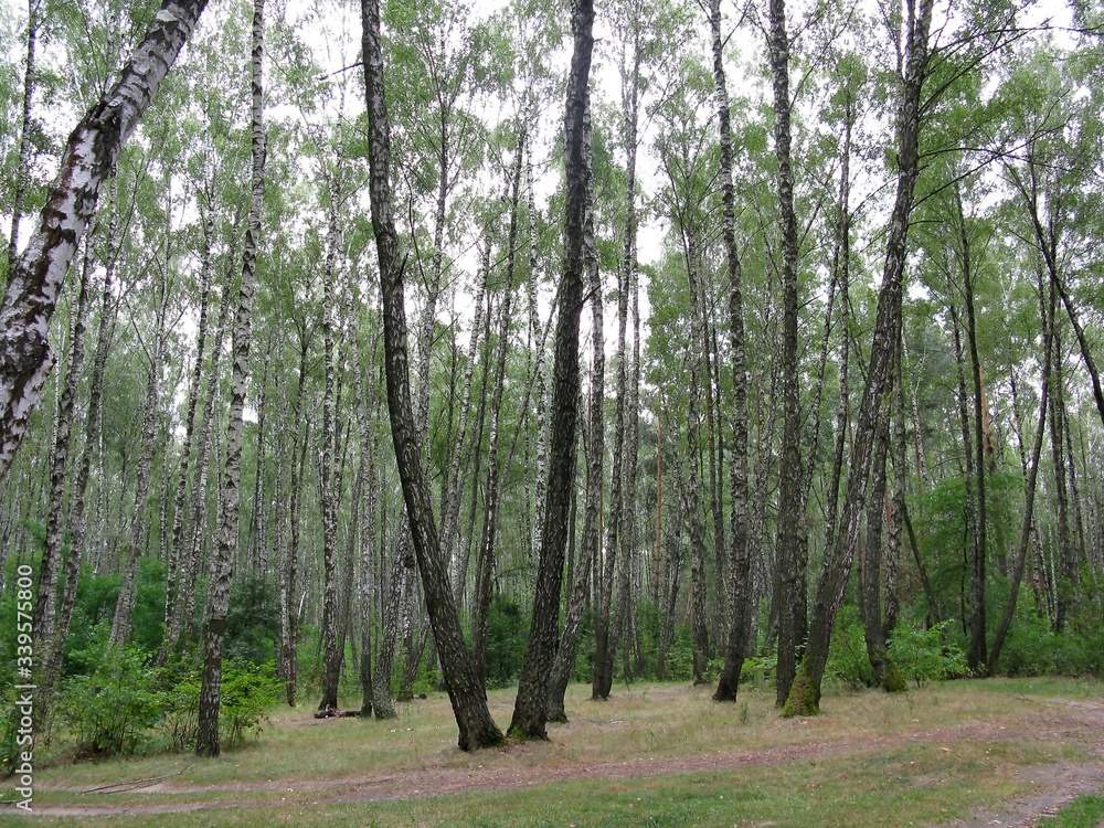 Fototapeta premium Forest