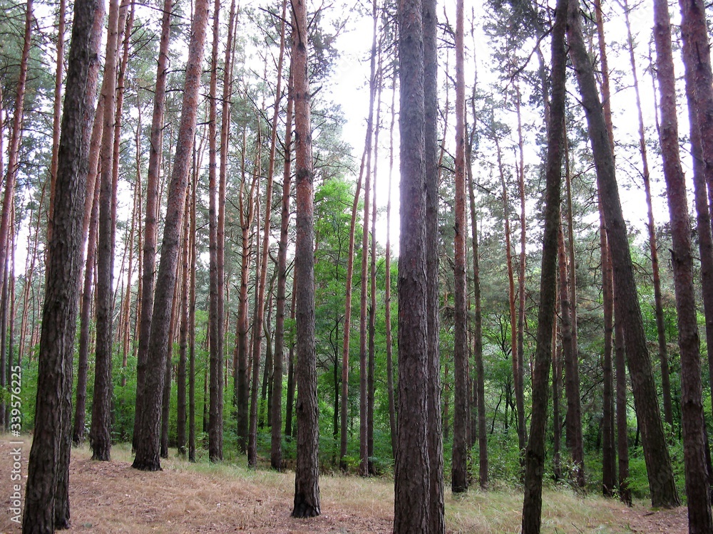 Naklejka premium Forest