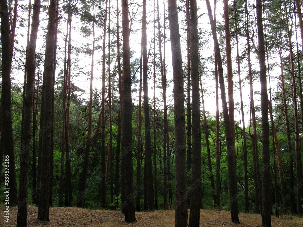 Fototapeta premium Forest
