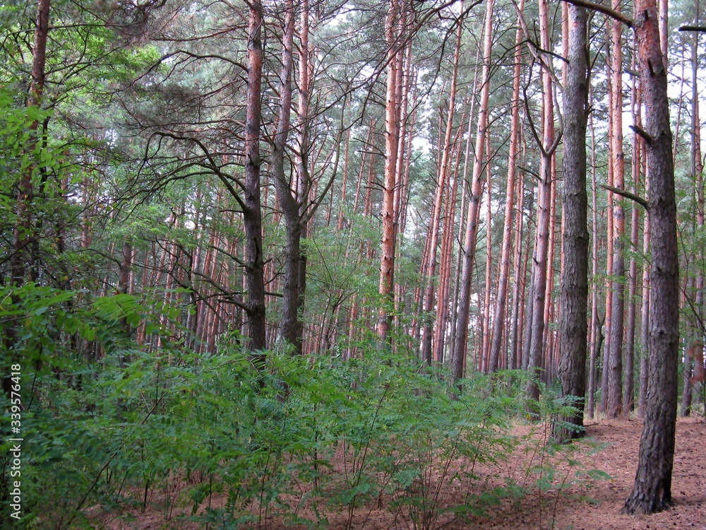 Fototapeta premium Forest