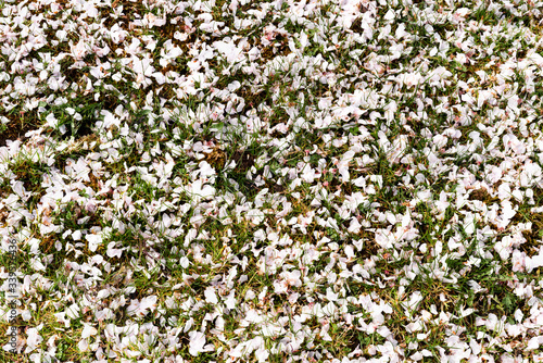 Cherry blossom petals on fresh green grass