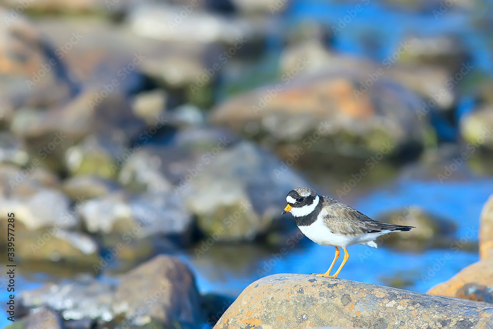 Obraz premium plover bird in nature / wild migratory bird, small plover necktie