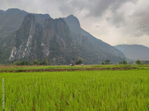 Green rice field in the mountains in front of big rock.