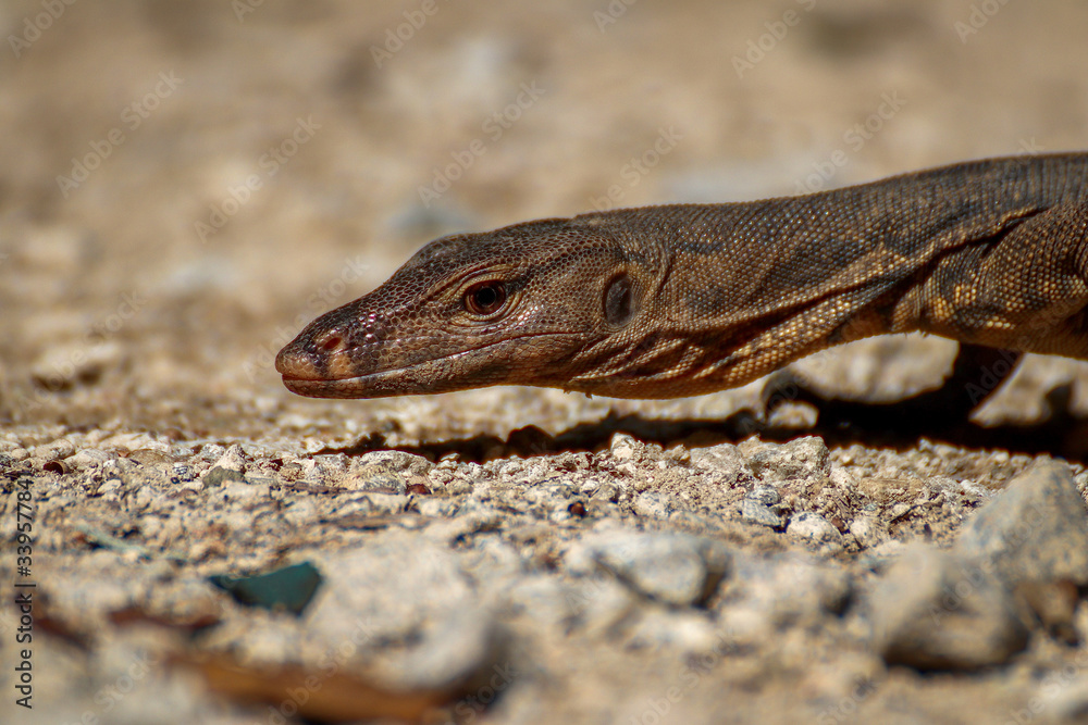 Juvenile Malayan Water Monitor Closeup Head Juvenile Malayan Water Monitor Closeup Head