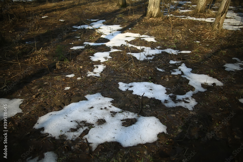 Obraz premium early spring in the forest / trees without leaves, snow melts, gray sad forest park in spring