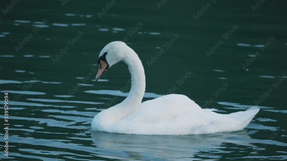 A Beautiful Swan on a Blue Surface of Water. A Beautiful Swan on a Blue Surface of Water.