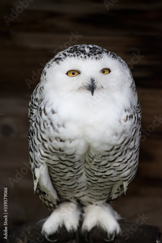 snowy owl © Steve