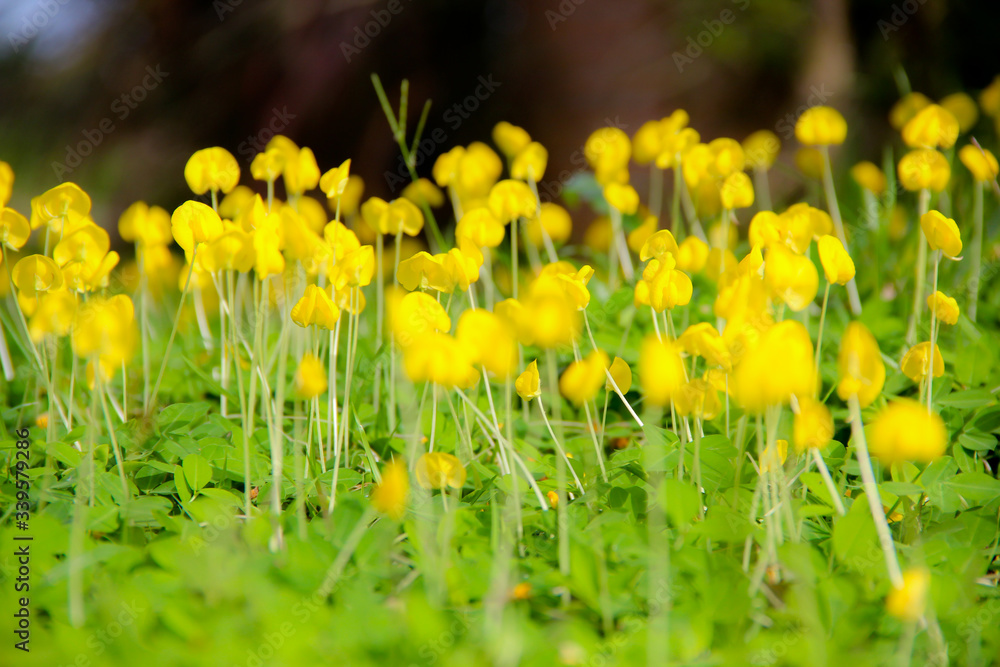 Obraz premium Small yellow flowers