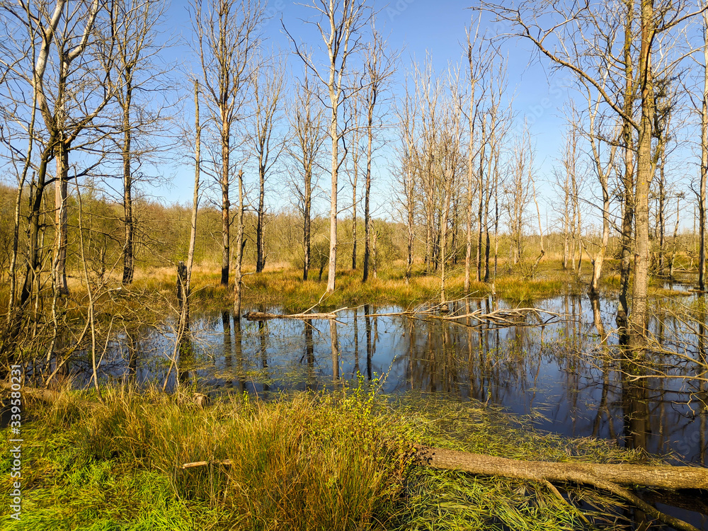 Moorwald mit toten Bäumen und Wasser Moorwald mit toten Bäumen und Wasser
