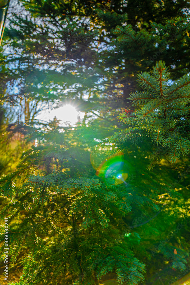 green forest in the morning