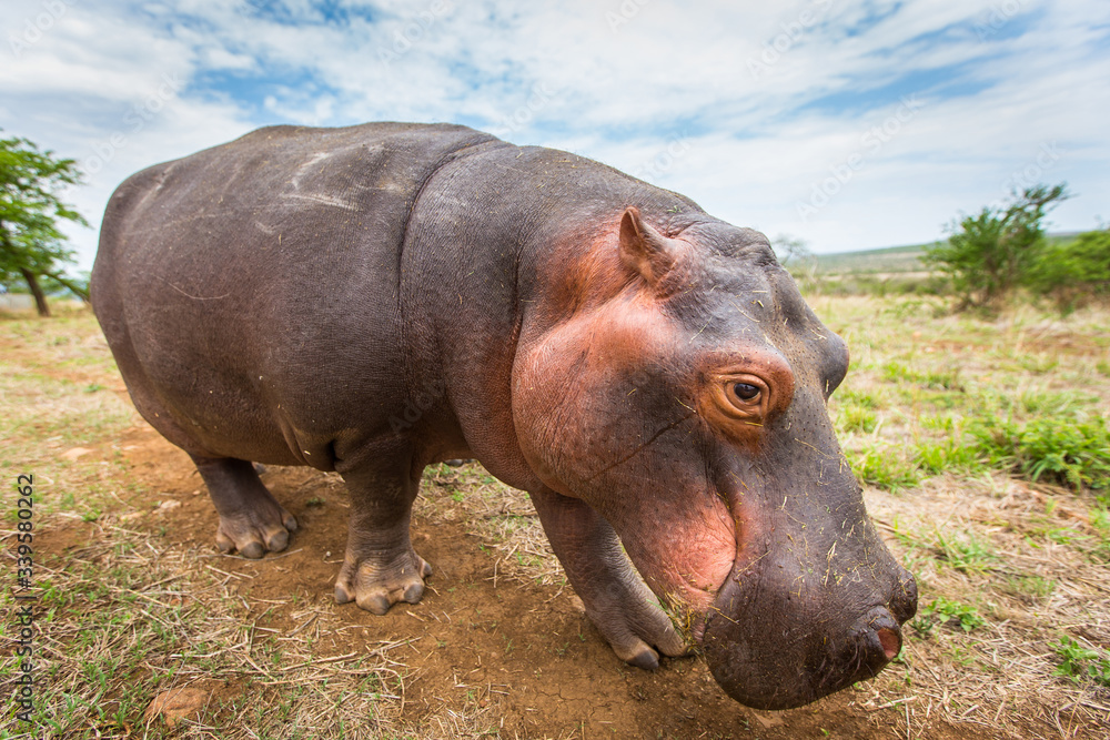 Close up view of a baby hippo roaming through an African landscape during the dry summer months. Close up view of a baby hippo roaming through an African landscape during the dry summer months.
