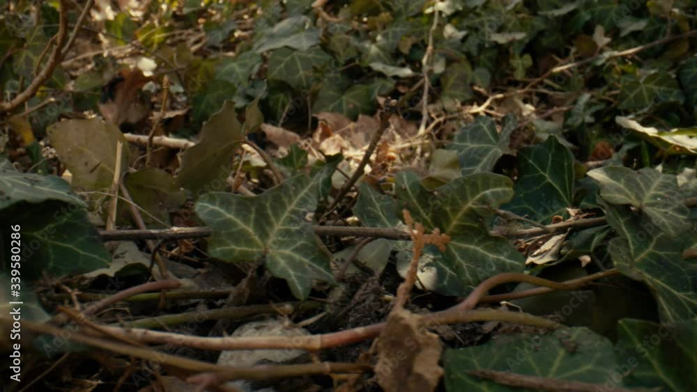 Close up slide across Ivy vines growing along the forest floor. Close up slide across Ivy vines growing along the forest floor.