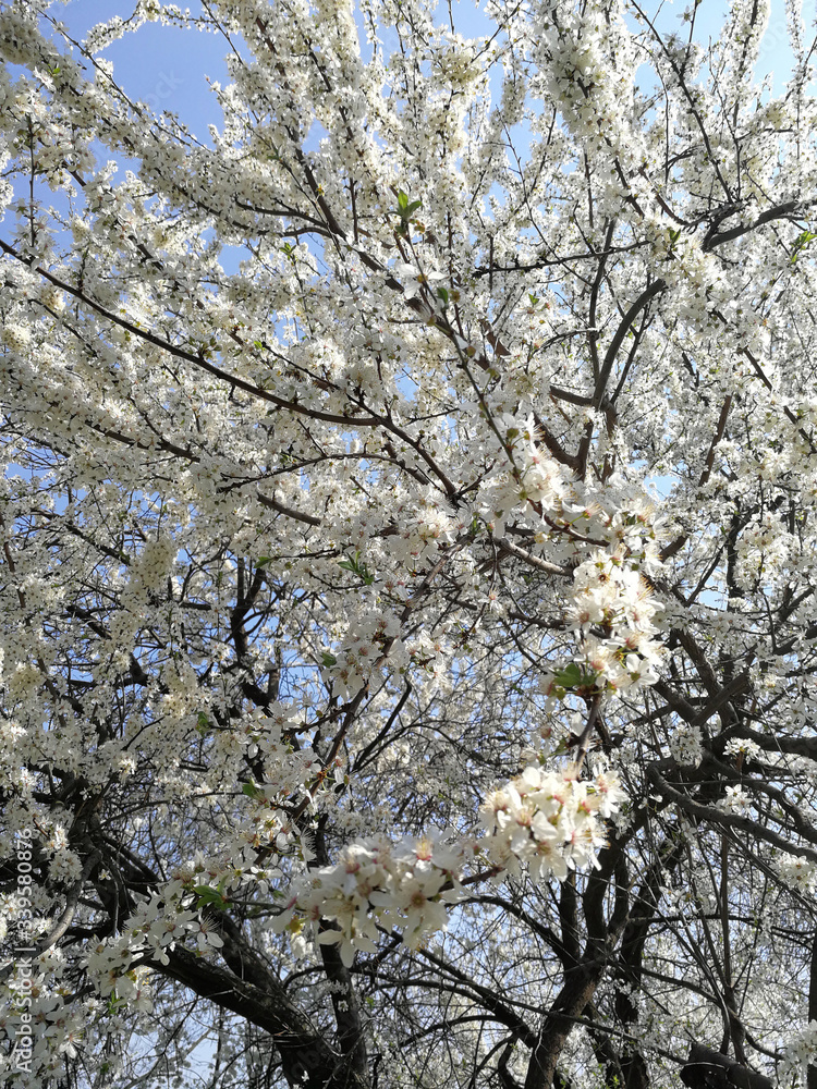 blooming blossoming trees in a park in spring blooming blossoming trees in a park in spring