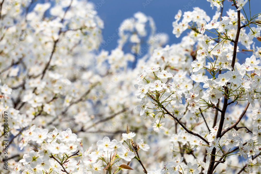 Pear flowers in the park in spring