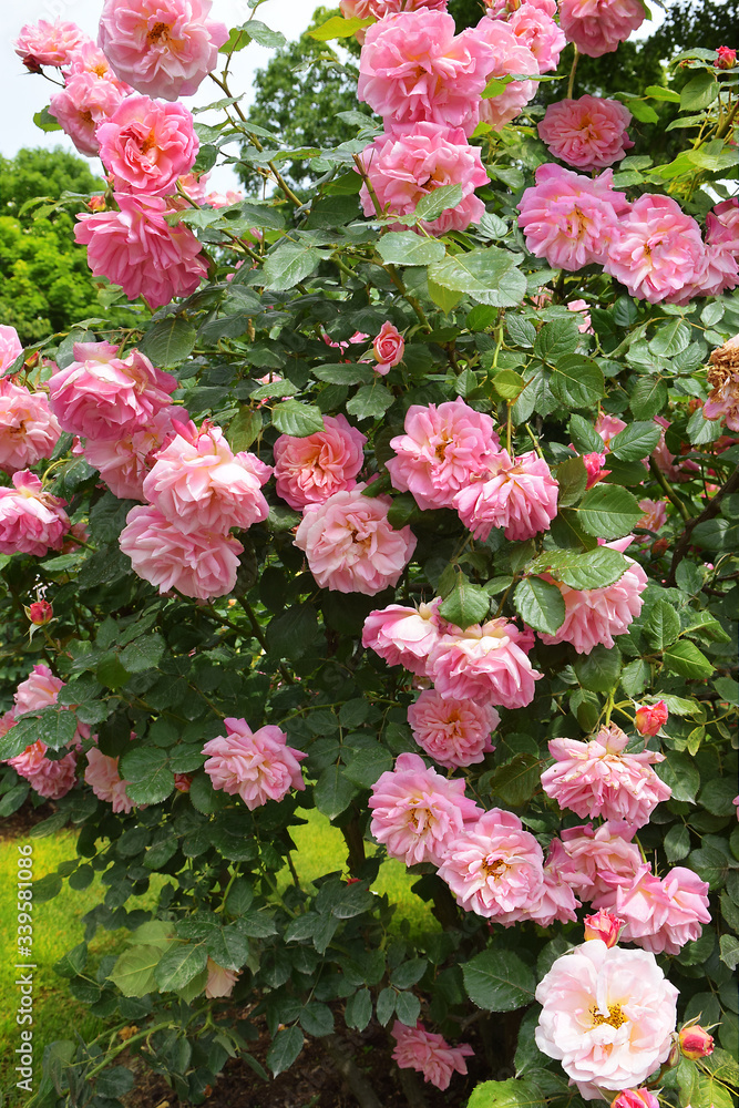 pink rose bush in garden pink rose bush in garden