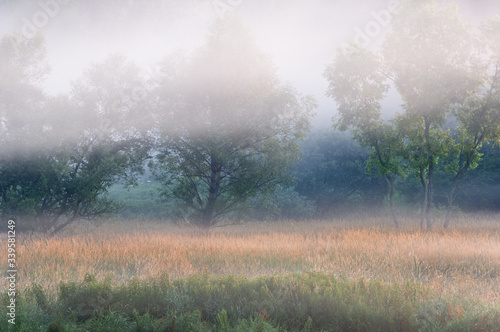 Landscape of a summer meadow with golden grasses and trees in fog, Michigan, USA