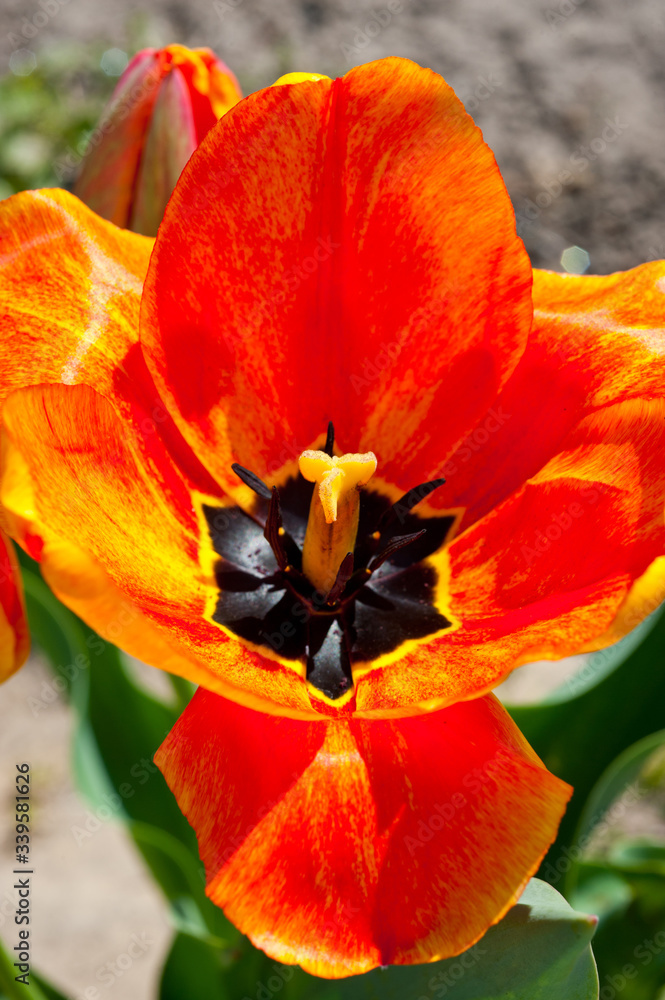 Close-up shot of a tulip with red-yellow petals. Background for flowers, spring flowering and floriculture. Close-up shot of a tulip with red-yellow petals. Background for flowers, spring flowering and floriculture.