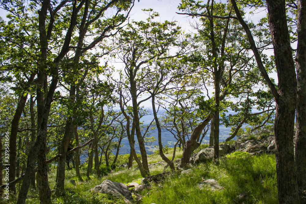 Fototapeta premium Trees above cliff in Shenandoah valley