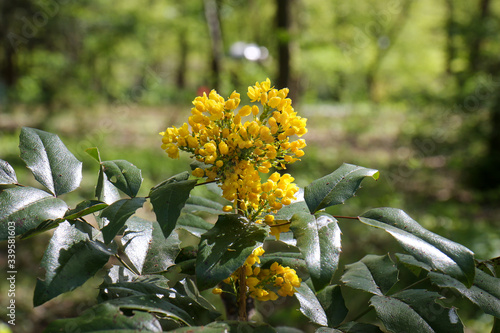 Yellow blooming Mahonia aquifolium, the Oregon grape, on a sunny spring day in a park in Berlin. It's an evergreen shrub, in the family Berberidaceae photo