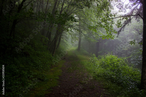 foggy Forrest path Smokey mountains 