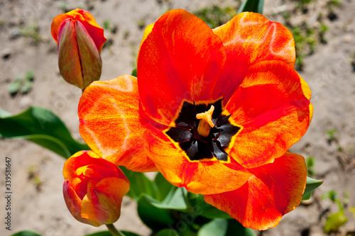 Close-up shot of a tulip with red-yellow petals. Background for flowers  spring flowering and floriculture.