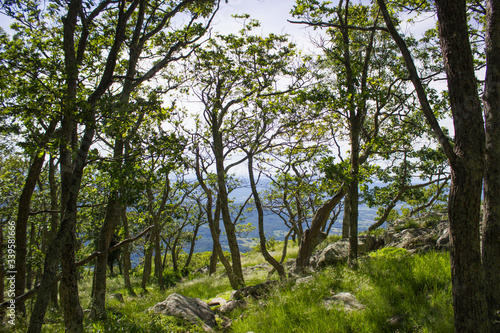 Trees above cliff in Shenandoah valley