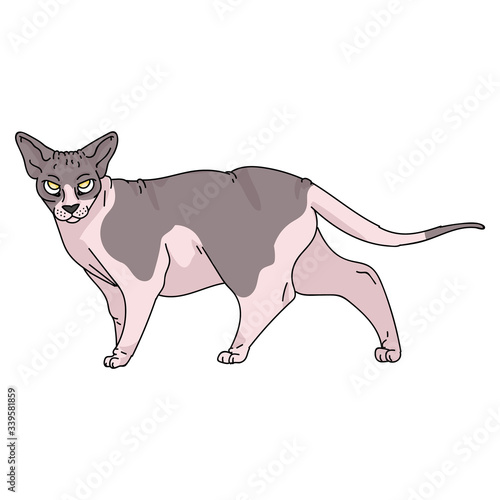 Cute cartoon sphynx cat vector clipart. Pedigree exotic kitty breed for cat lovers. Purebred domestic kitten for pet parlor illustration mascot. Isolated hairless feline housecat. EPS 10. 