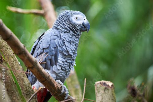 Grey parrot  Psittacus erithacus  Congo African grey parrot