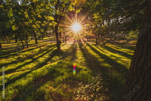 Rayos de sol incidiendo entre los árboles con sombras alargadas y hierba en el suelo en la Casa de Campo de Madrid. photo