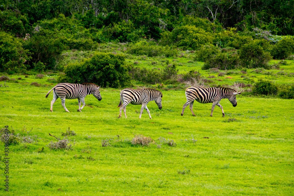 Fototapeta premium zebra in schotia private game reserve near addo national park, south africa