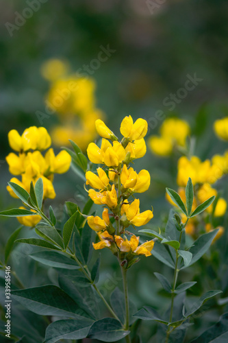 Yellow Banner Flowers