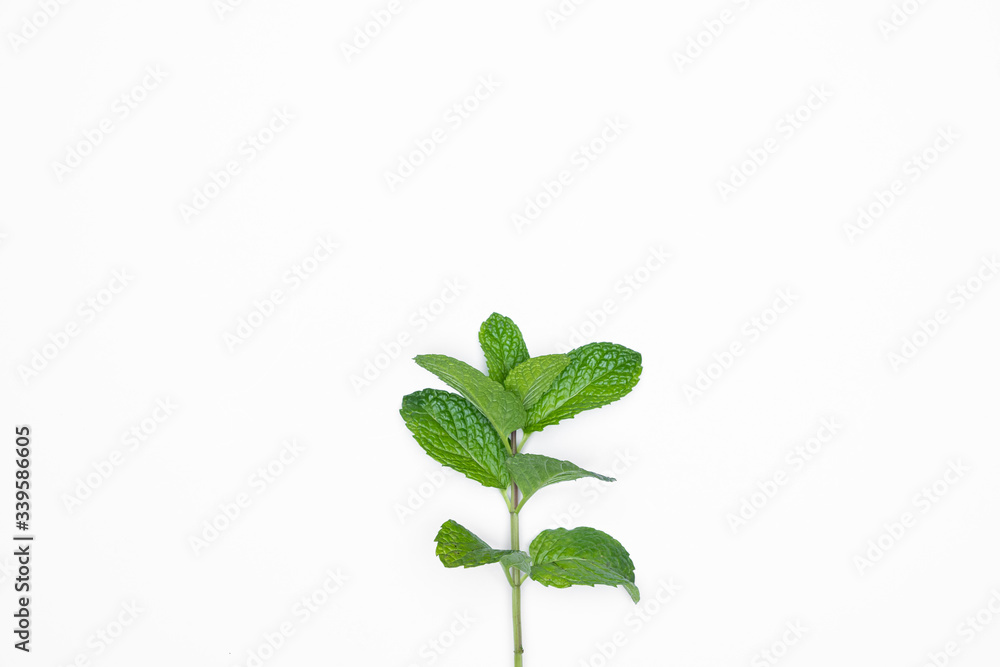 Fresh raw mint isolated on white background. For copy space. Fresh raw mint isolated on white background. For copy space.