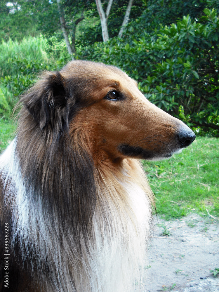 Side face Rough Collie in Pereira, Risaralda, Colombia