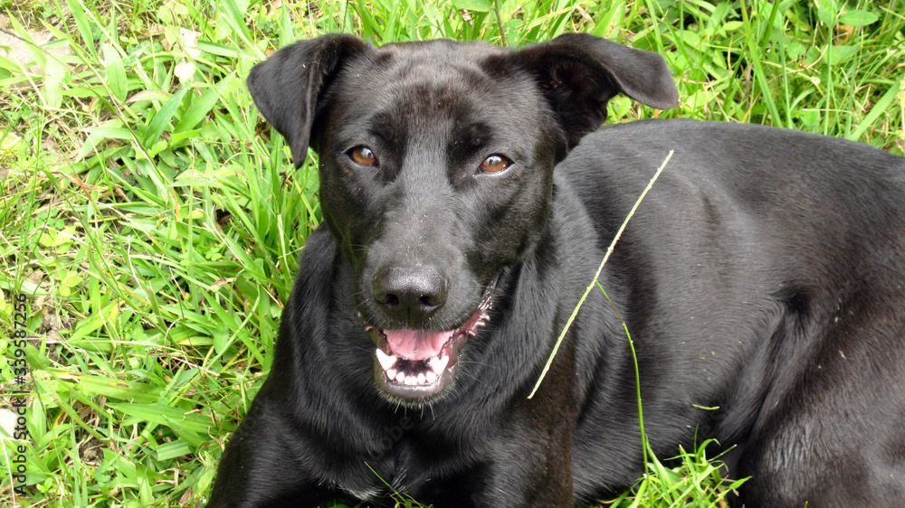 Happy black stray dog in Pereira, Risaralda, colombia.